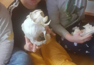 Dzieci oglądają kości zwierząt.